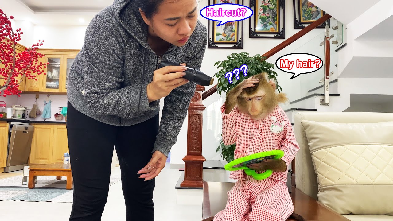 Monkey Lyly was bewildered after her mother cut her hair, and here's why her mother was so confused.