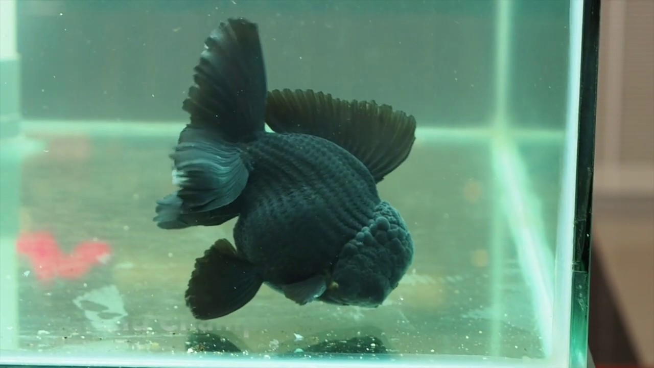 Monster Black Oranda Grand Champion di Indonesian Goldfish Community - IGC Contest 2019