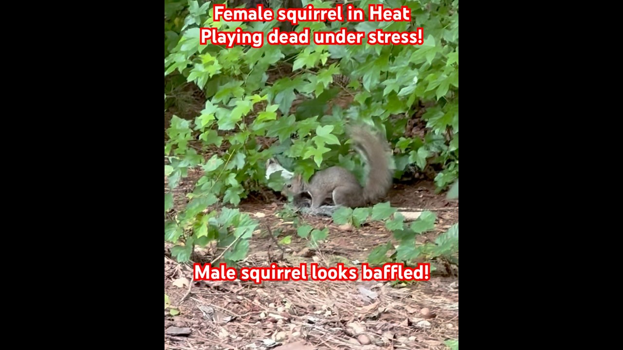 Squirrel plays dead 