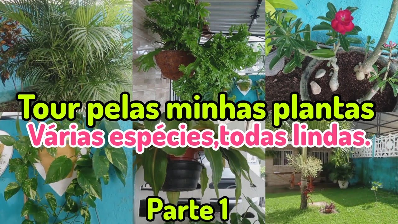🪴TOUR PELAS MINHAS PLANTAS/🥀VÁRIAS ESPÉCIES,TODAS LINDAS 