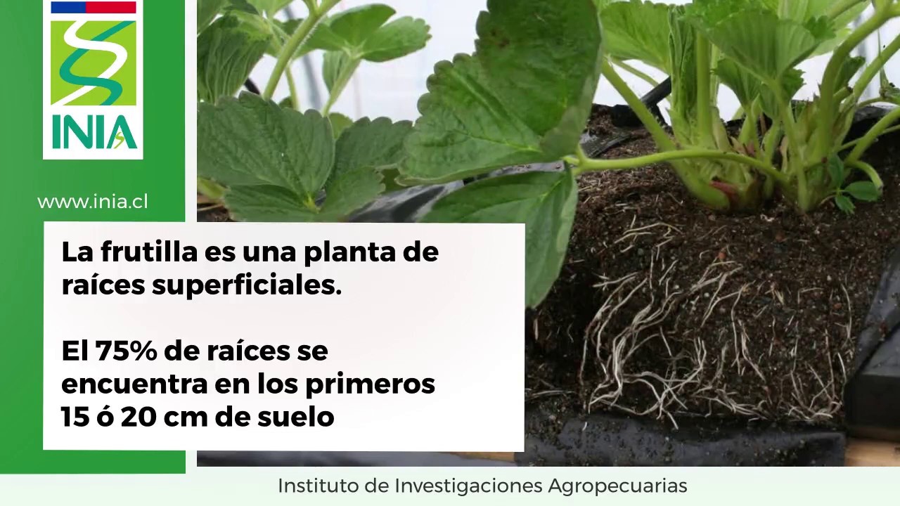 Cultivo de frutillas 4: Riego_INIA Kampenaike