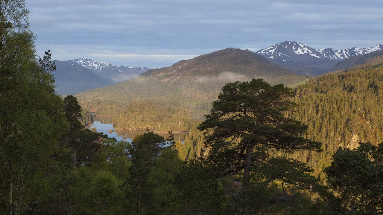 Trees for Life - Restoring the Caledonian Forest
