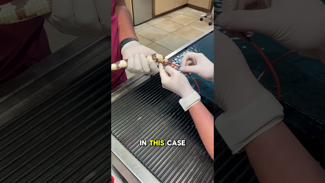 Constipation in Reptiles and Performing a Snake Enema