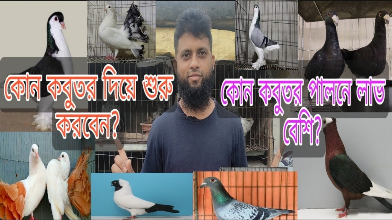 কোন কবুতর পালনে লাভ বেশি?কোন  কবুতর দিয়ে শুরু করবেন! কোন কবুতরের চাহিদা বেশি। নতুন খামারিদের জন্য।