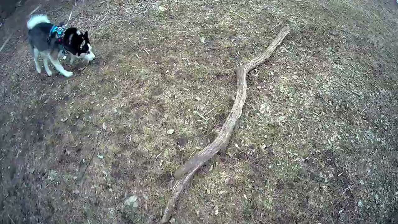 🐺Out with Casey🐺#hiking #husky #nature #dog #canada #hiking #forest #ldnont