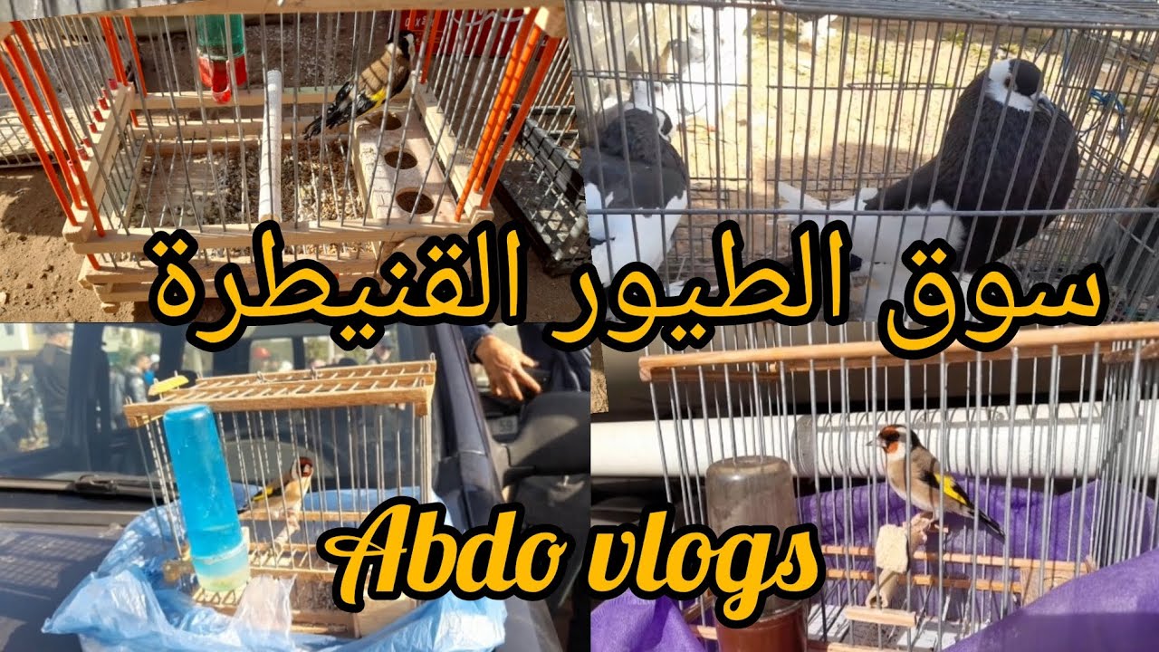 سوق الطيور القنيطرة(الاحد 14 يناير)تعرف على جميع انواع الطيور الزينه.ما تنساوش تشاركوا في القناة
