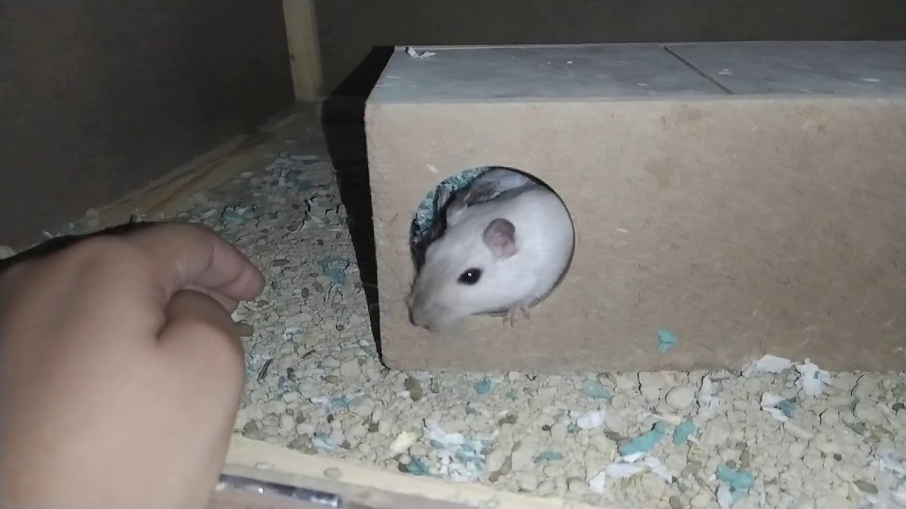 Tour pelos meus roedores e ambientes deles+ mostrando meus hamsters com defici&ecirc;ncia