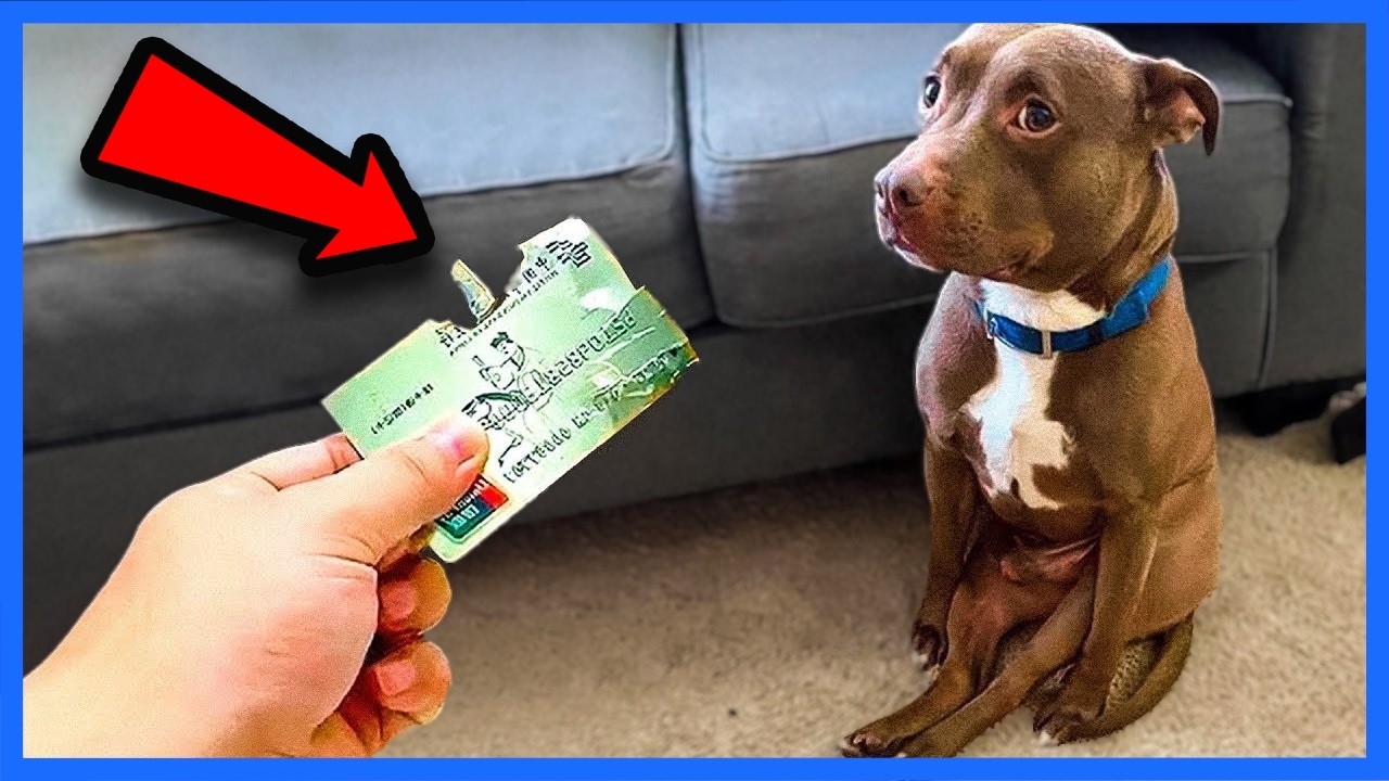 I Dare You Not To Laugh At These Funny Dogs 😁 Funniest Dog Reaction