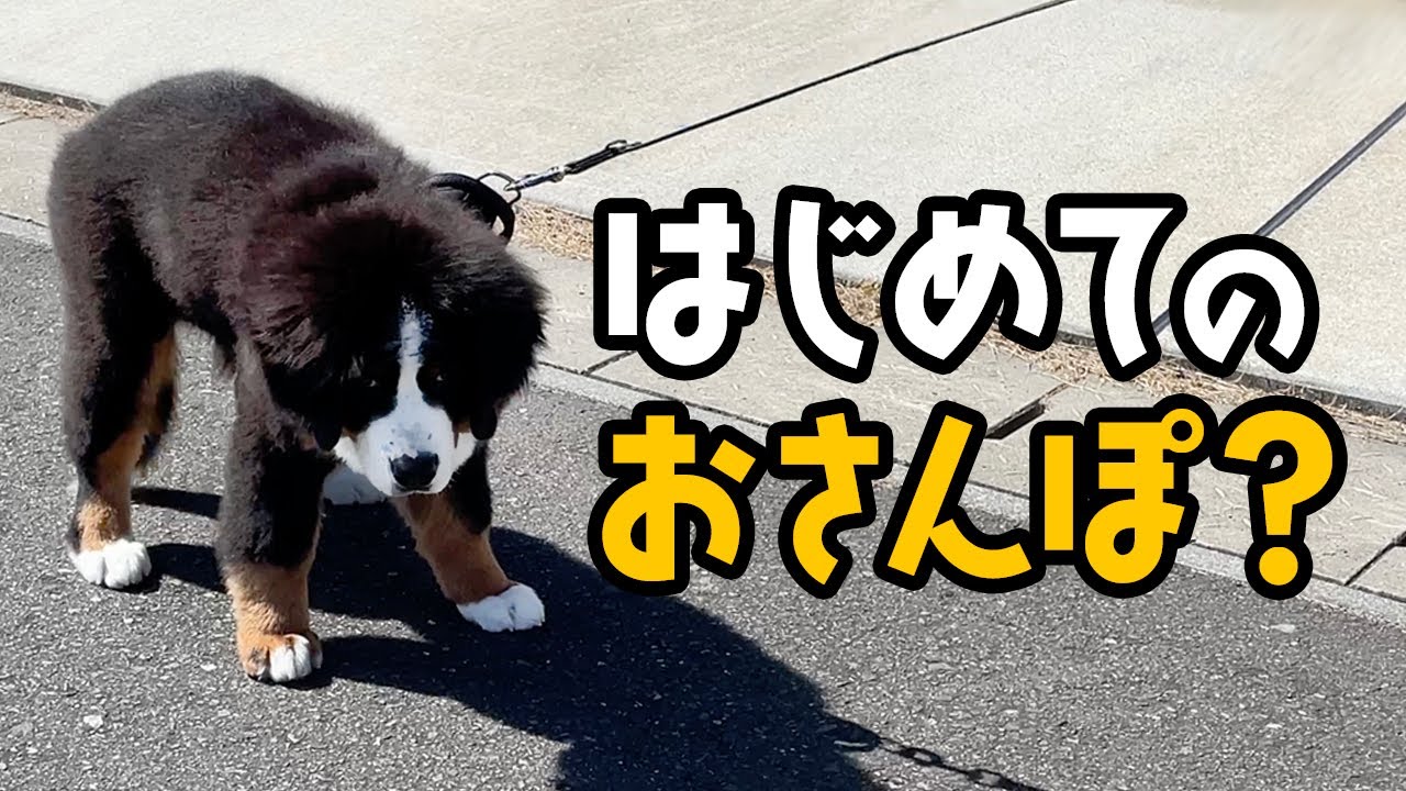 0歳3ヶ月半の大型犬！はじめてのお試し散歩でフリーズしまくる！？
