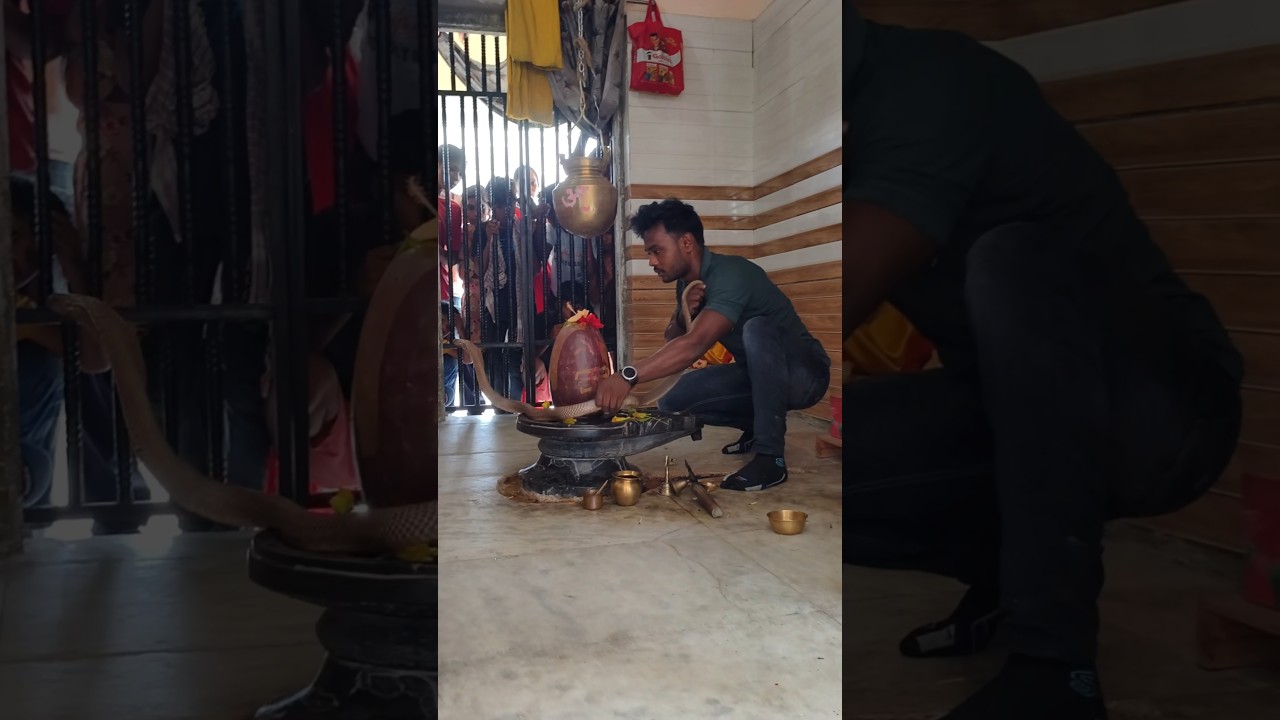 Nagraj sitting on Shivling 🙏