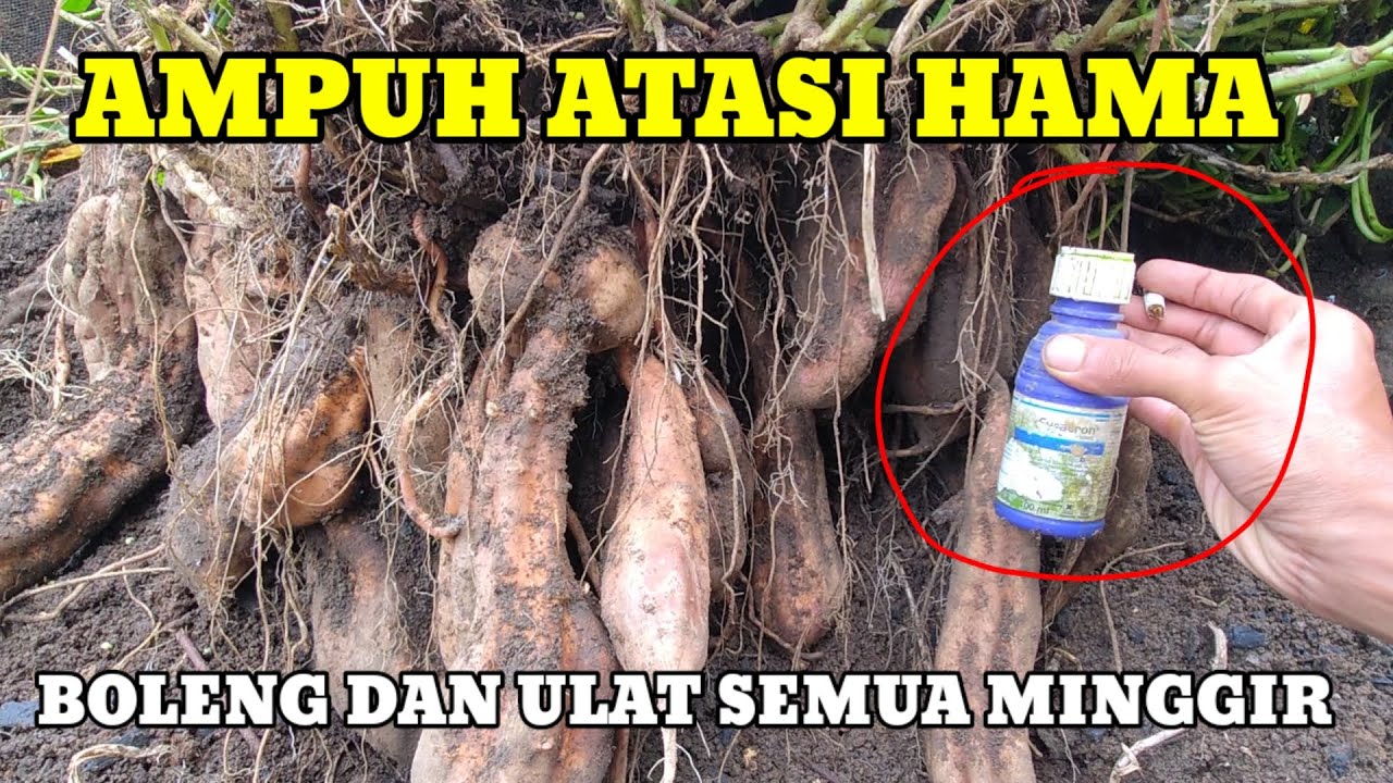 cara aku atasi hama boleng dan ulat