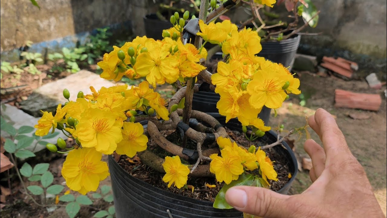 27/12ÂL!Cách làm này sẽ giúp cây mai nở bông rộ và tổng lực không bị suy cây sau tết.