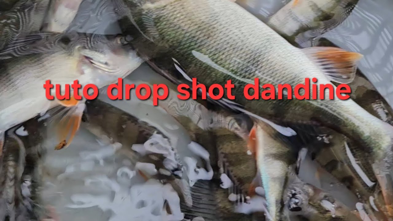 Nouvelle technique de pêche au dropshot - carton sur les Perches 