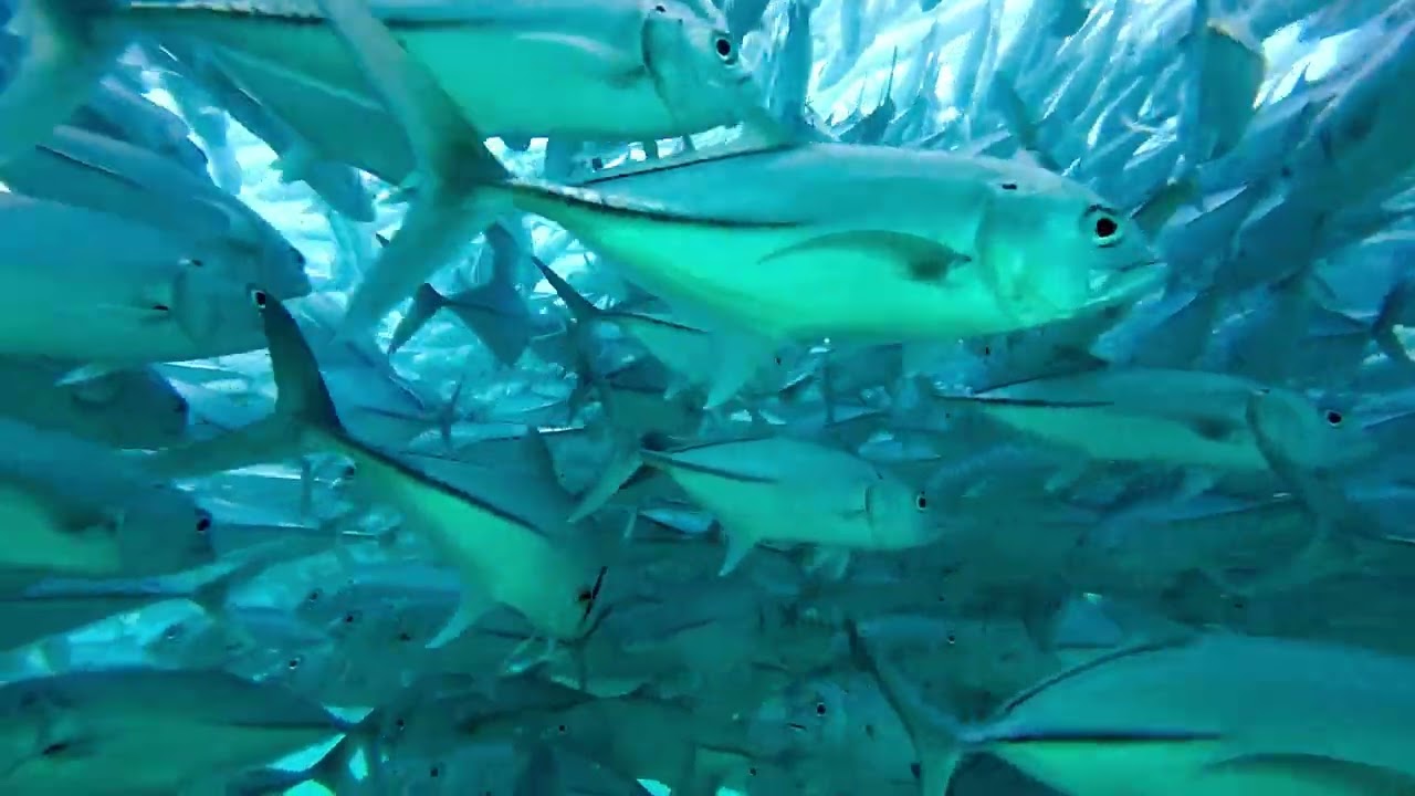 Swimming into a giant school of Jackfish, Cabo Pulmo, Baja, Jan 08 2026