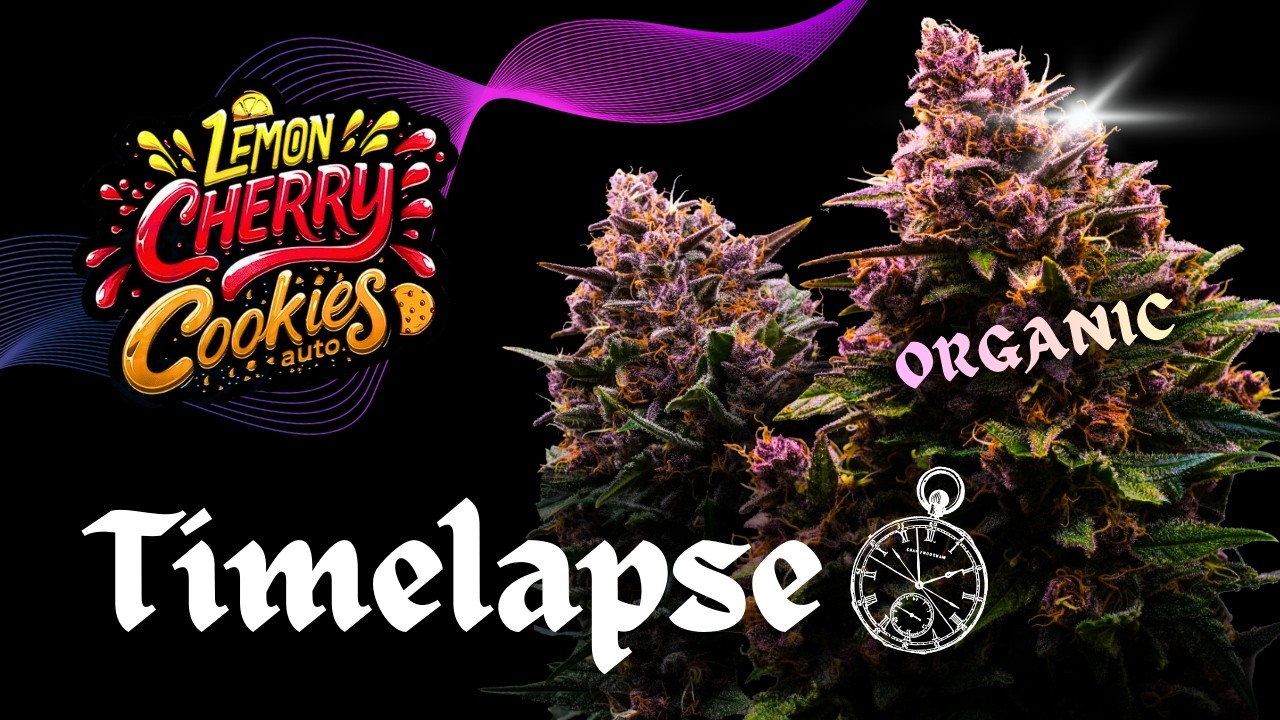 Timelapse⏱️ LEMON CHERRY COOKIES | Day 0 - 79