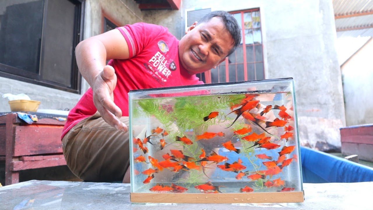 Hundreds of KOHAKU KOI SWORDTAIL babies UPDATE