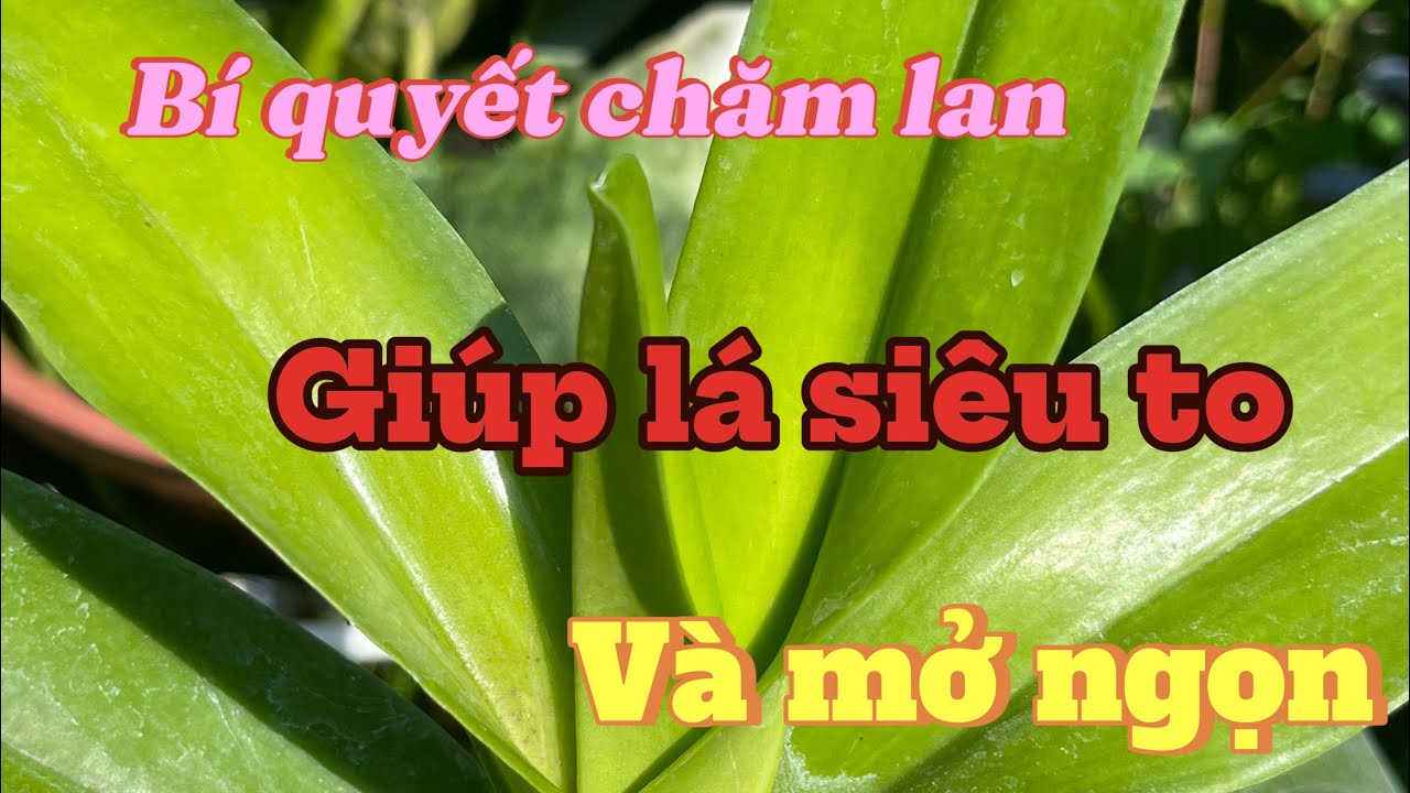 Bí quyết chăm lá siêu to đẹp, không phải ai cũng biết