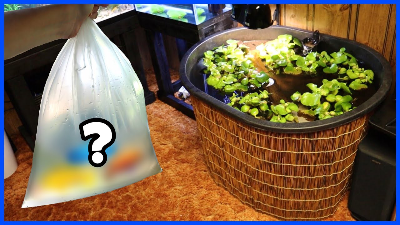 Stocking My Indoor Turtle Pond With Fish!