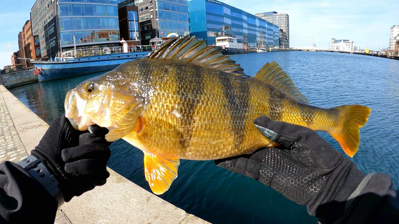 StreetFishing i Malmö Kanal - Vårabborre