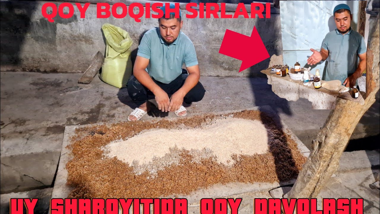 ARZON USULDA QŎY BOQISH SIRLARI  VA UY SHAROYITIDA QŎYDI DAVOLASH 3 OYDA KATA DAROMAT QILISH