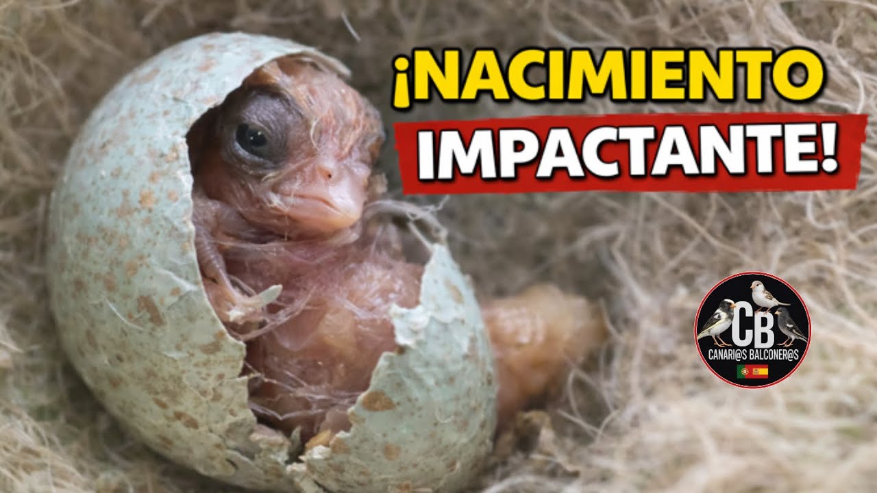 Grabo un CANARIO saliendo del HUEVO-nacimientos - cria de canarios 2026 BRUNO - portador - aviario