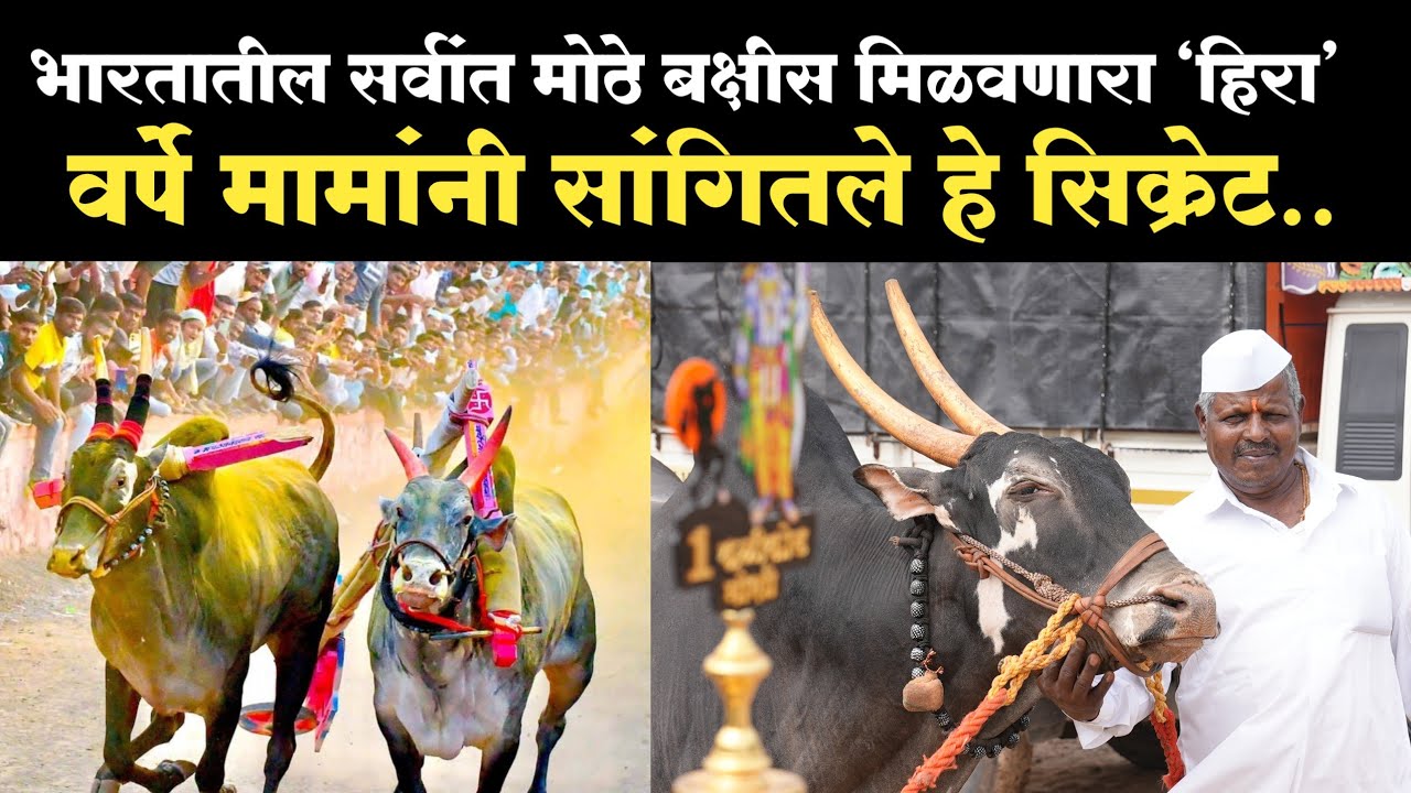 ह.भ.प. आनंद वर्पे मुलाखत | Anandrao Varpe mulakaht |hira bail mulakhat 2023 |हिरा बैल मुलाखत