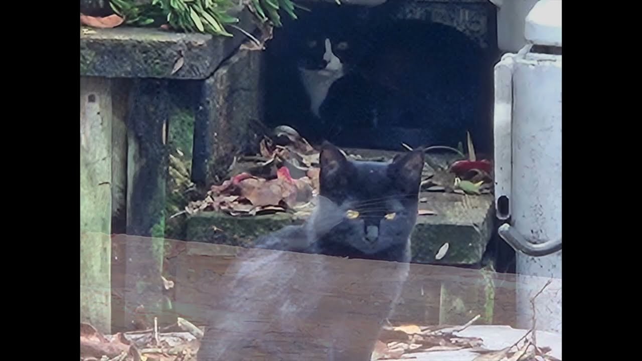 Crouching Panther, Hidden Rabbit