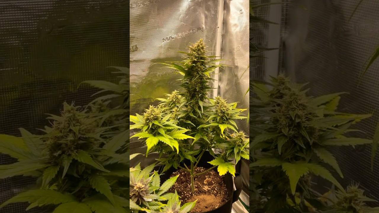 Purple Lemonade / Ztrawberriez / Orange Sherbert DAY 47