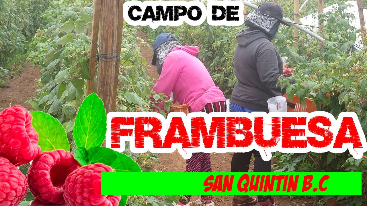 RICAS FRAMBUESAS EN SAN QUINTIN BC