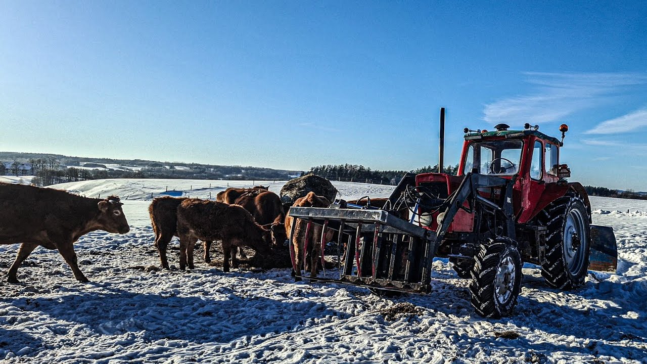 Bydło mięsne ☆ Codzienne obowiązki 2026!🔥