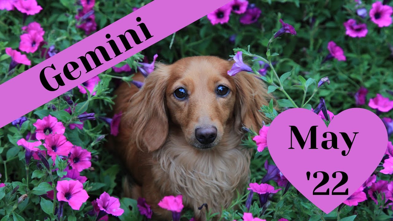 Gemini May 2022 Tarot Reading