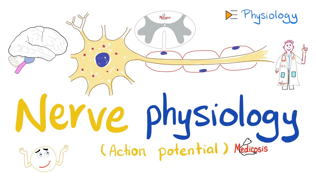 Nerve Physiology 🧠  - Introduction to the Action Potential - Physiology Playlist