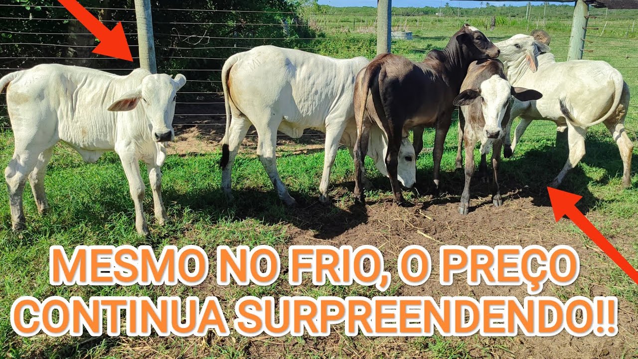 PREÇO DA BEZERRA ATUAL!!!! MESMO NO INVERNO O PREÇO 🚀 CONTÍNUA FIRME!!