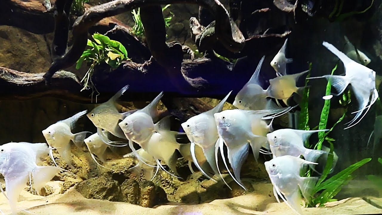 I ADDED 30 ANGELFISH!