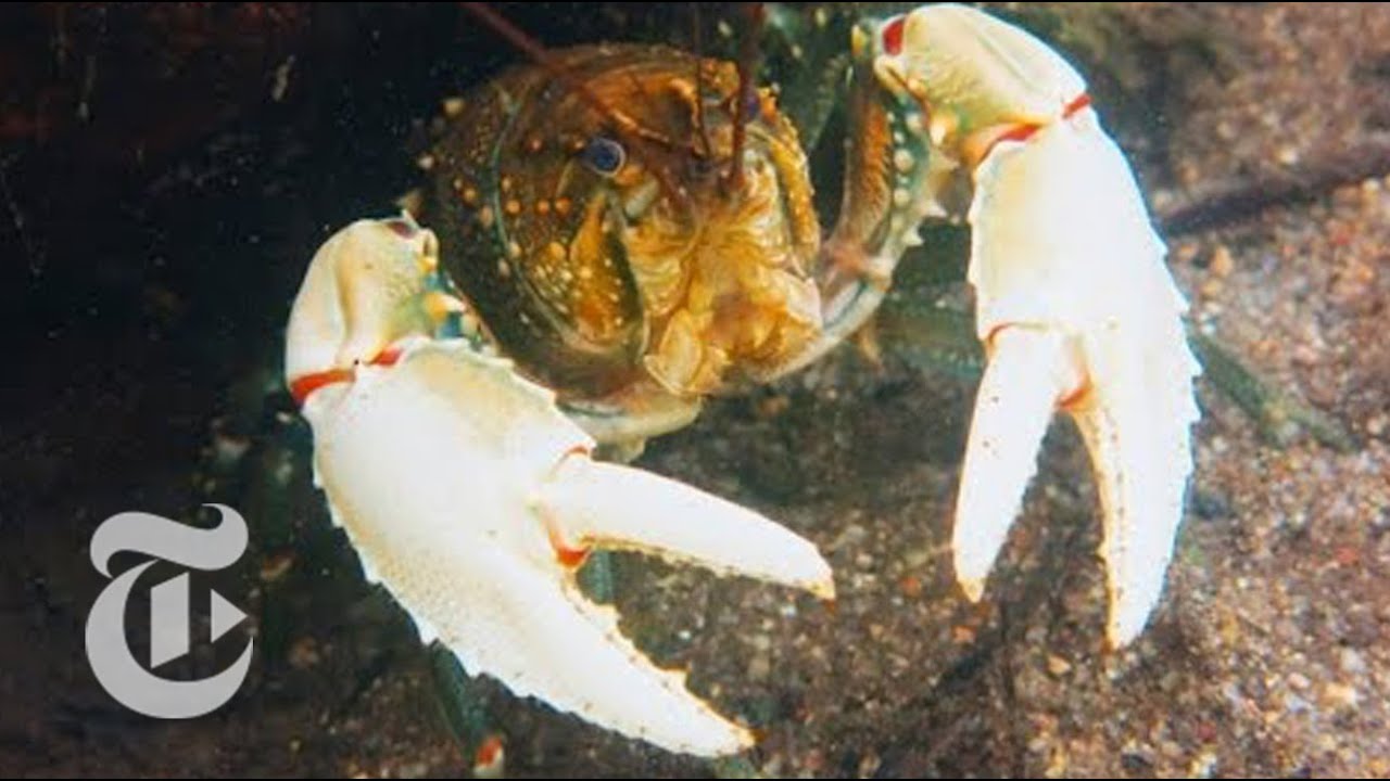 Crayfish in Trouble | ScienceTake | The New York Times