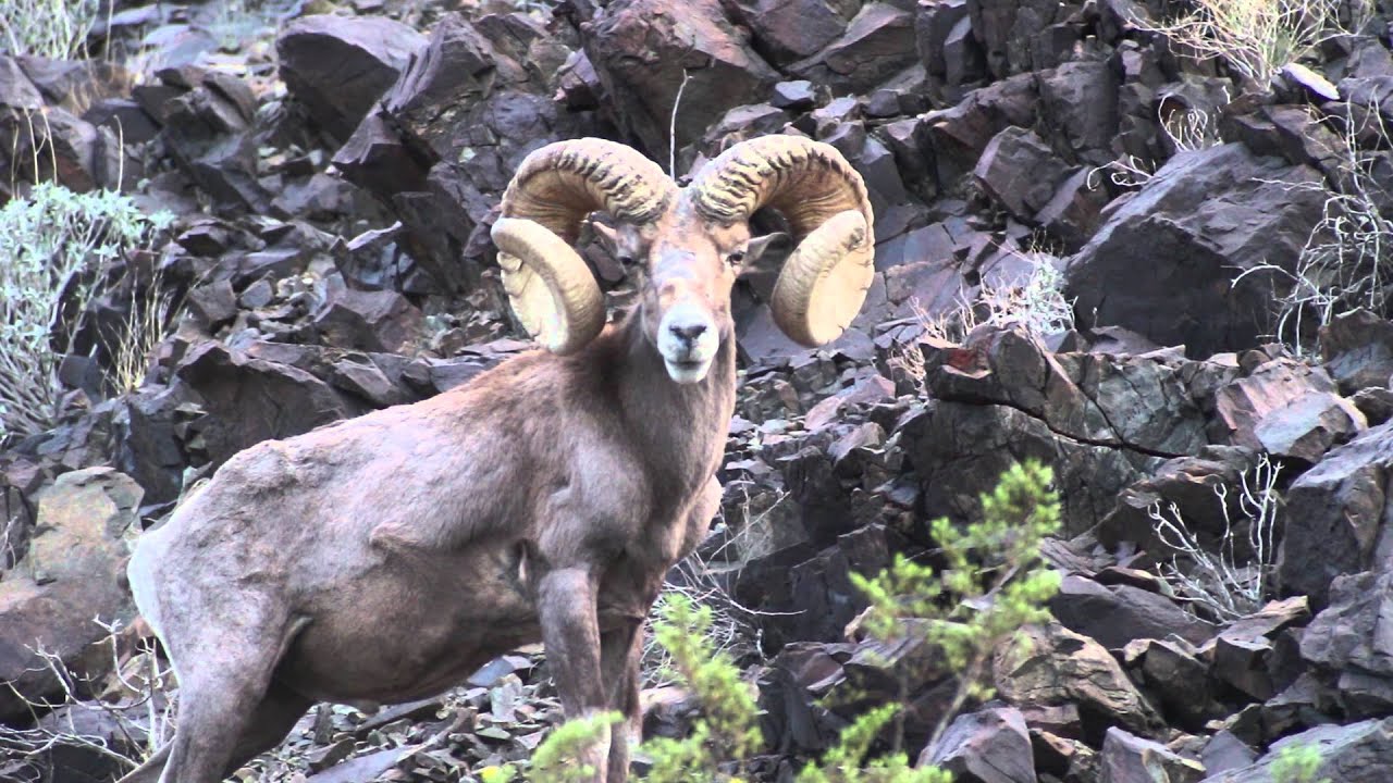 AZ Auction Tag Desert Bighorn Sheep 2016 by Colburn and Scott Outfitters