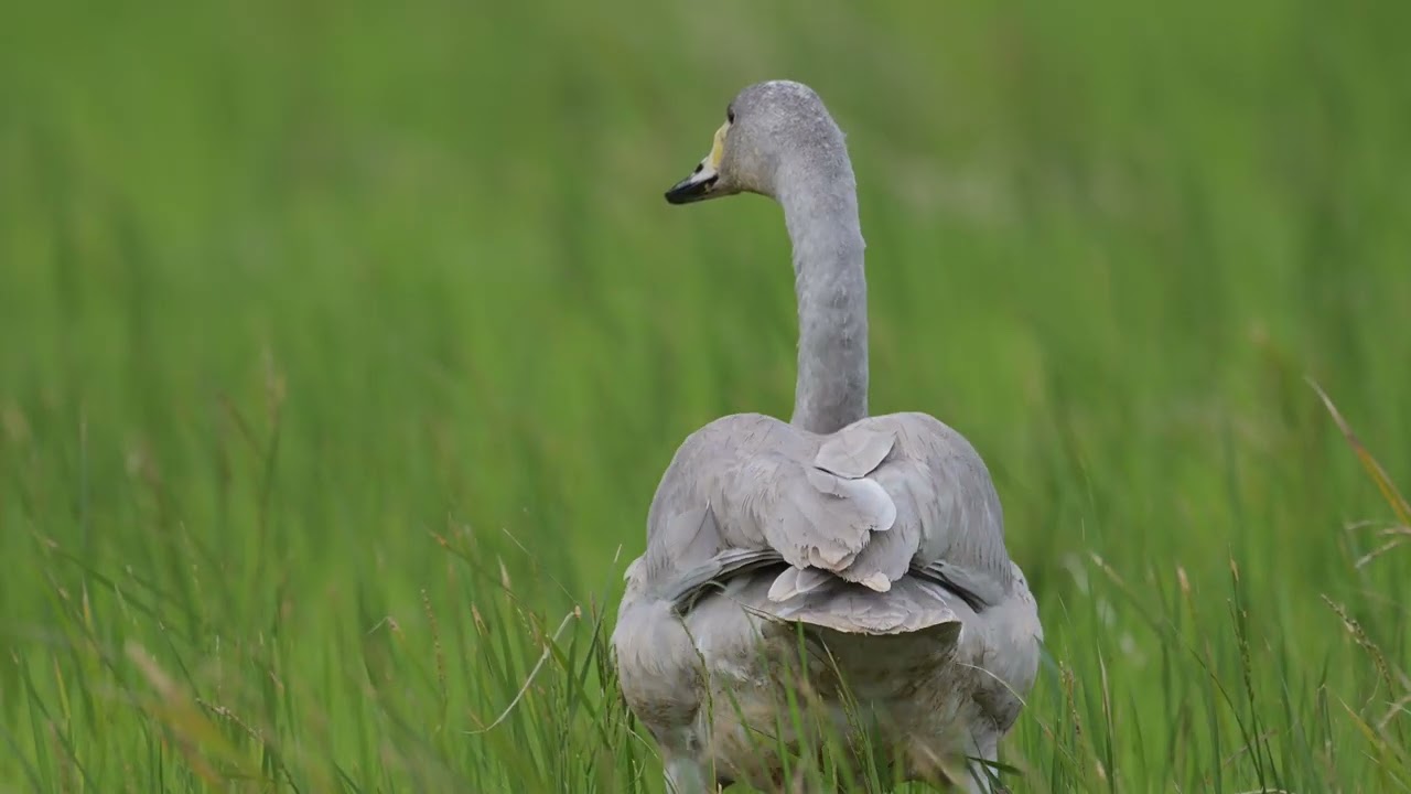 モリモリ食べるオオハクチョウ幼鳥