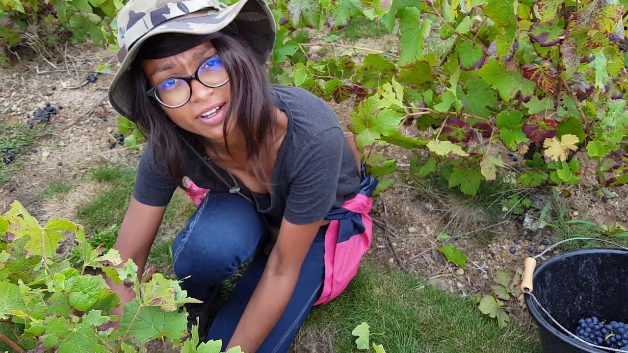 VENDANGES 2017 - LA RÉCOLTE - ÉPISODE 1 🍇🍇🍇