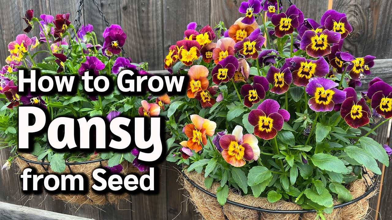 How to Grow Pansy from Seed in Pots or Containers 🌸
