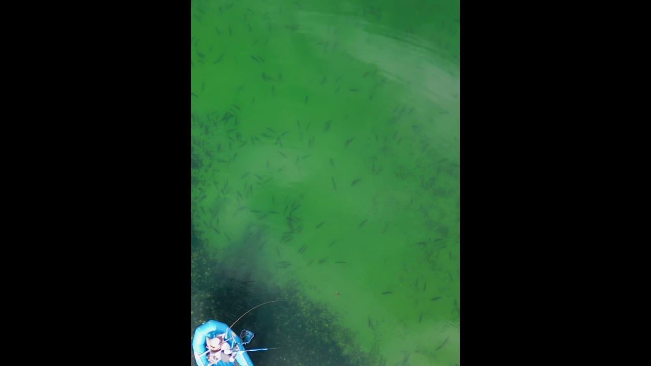 Paragonia school of fish   