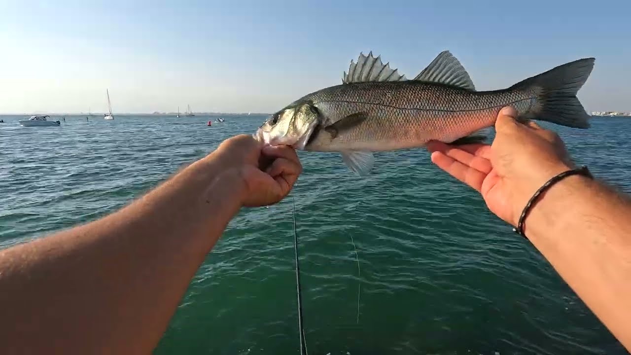 loup au leurre de surface en m&eacute;diterran&eacute;e