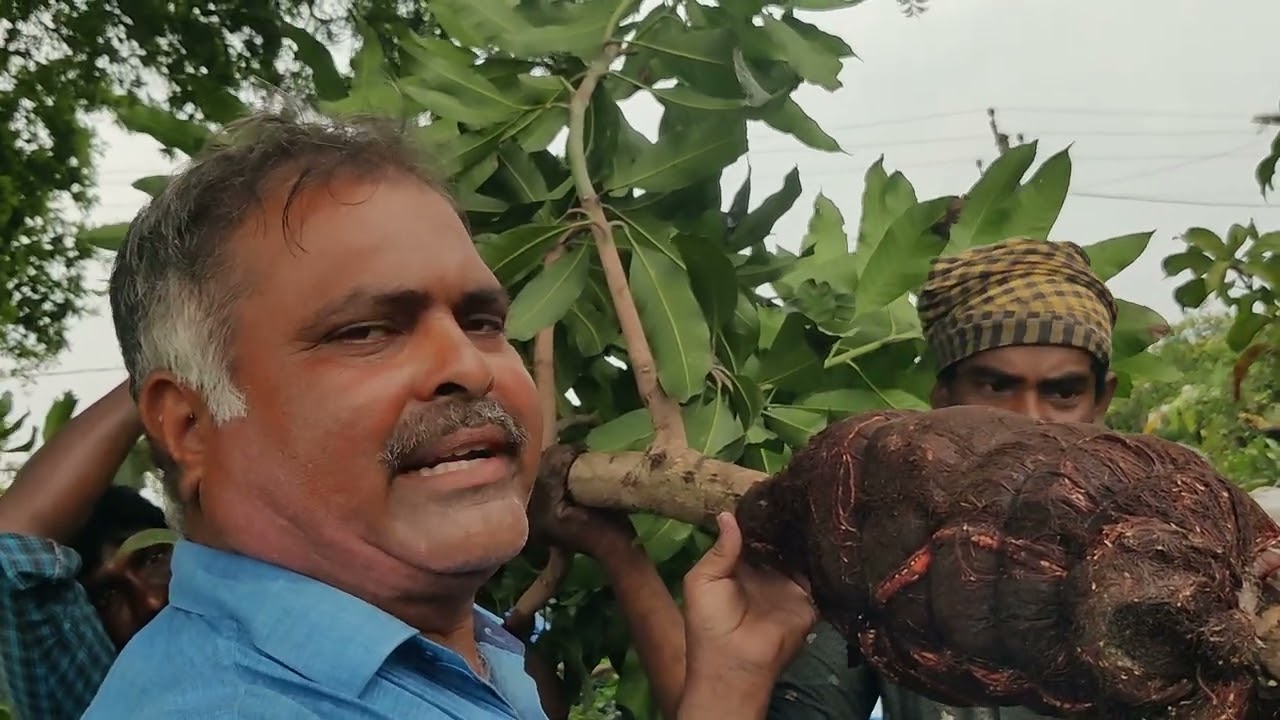tree grafting by sapthagiri nursery 💚🙏