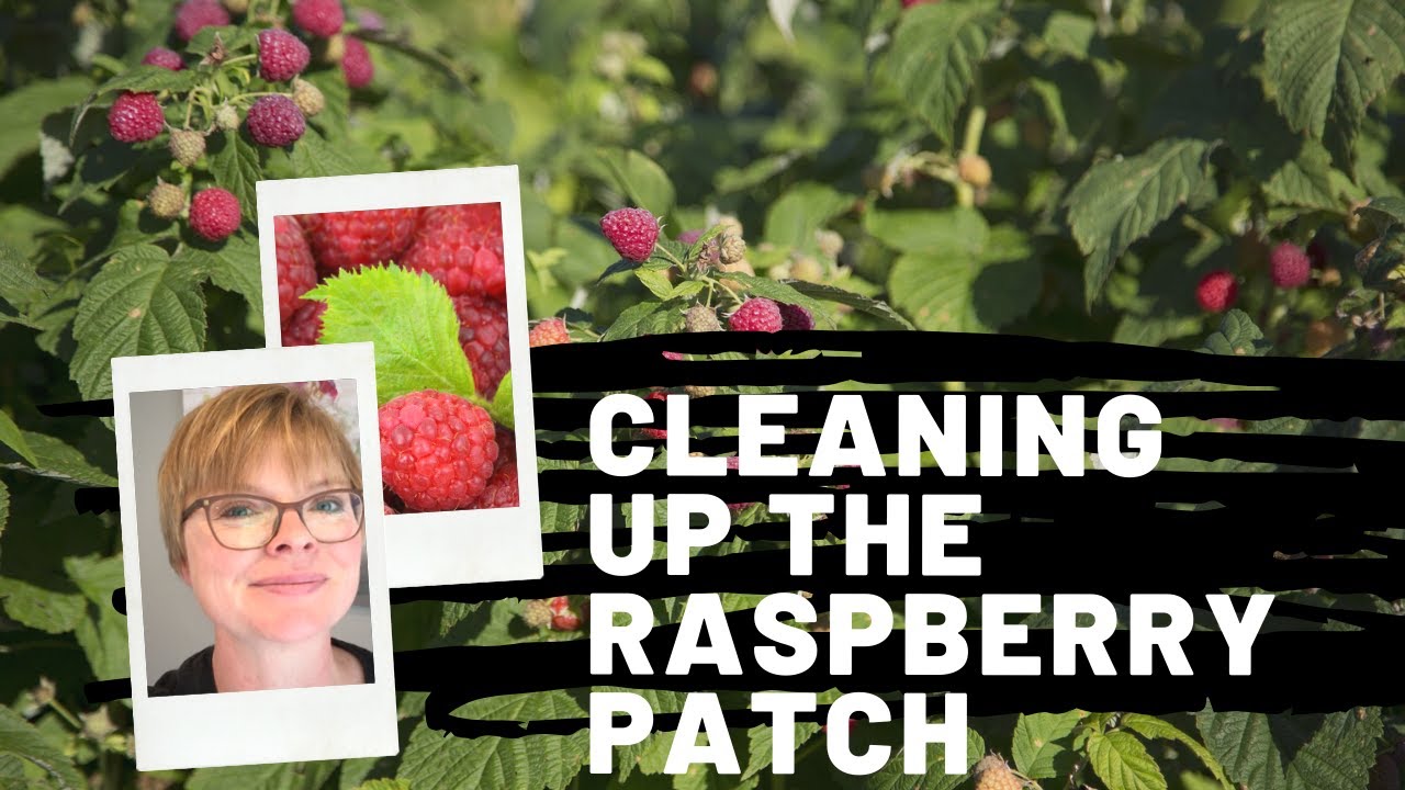 Cleaning out the Raspberry Patch