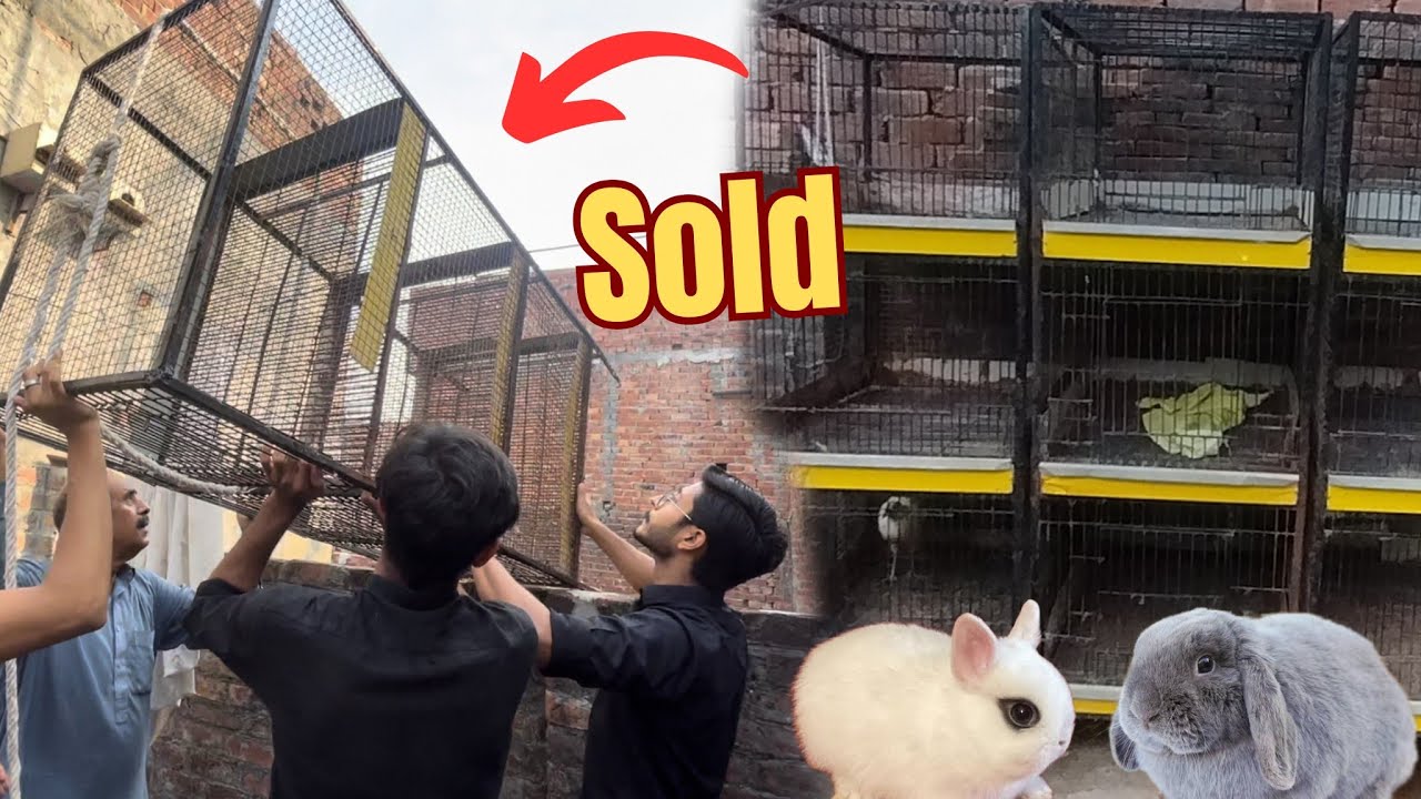 AJ Ham Ne Customer Ko Rabbit Cages Deliver Ker Diye 🚚 | Fancy Rabbit Farm | Aftab Ahmad