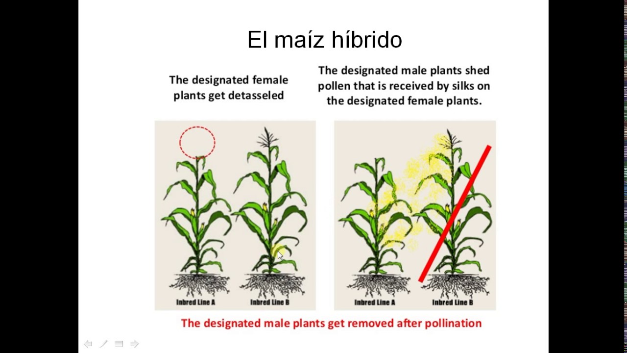 Ciencia 091 Híbridos del maiz