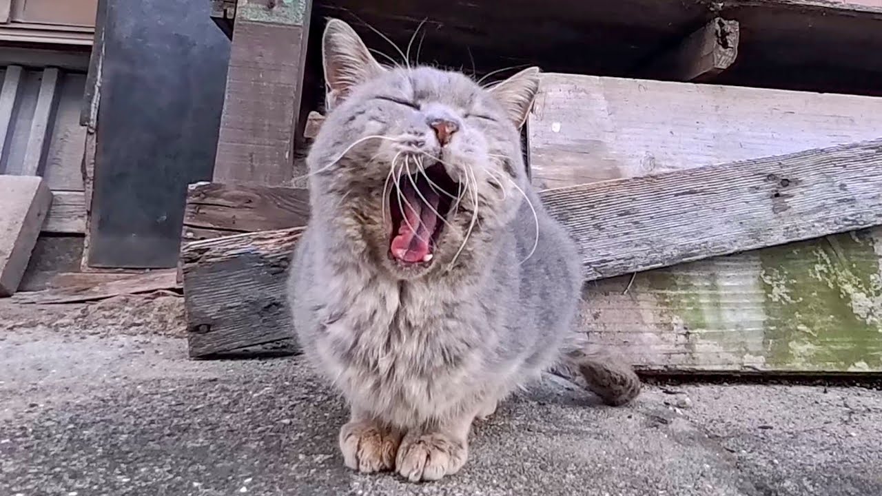猫島の路地裏で出会ったグレーの猫ちゃん、撫でると喜んで塀の上に上ってきた