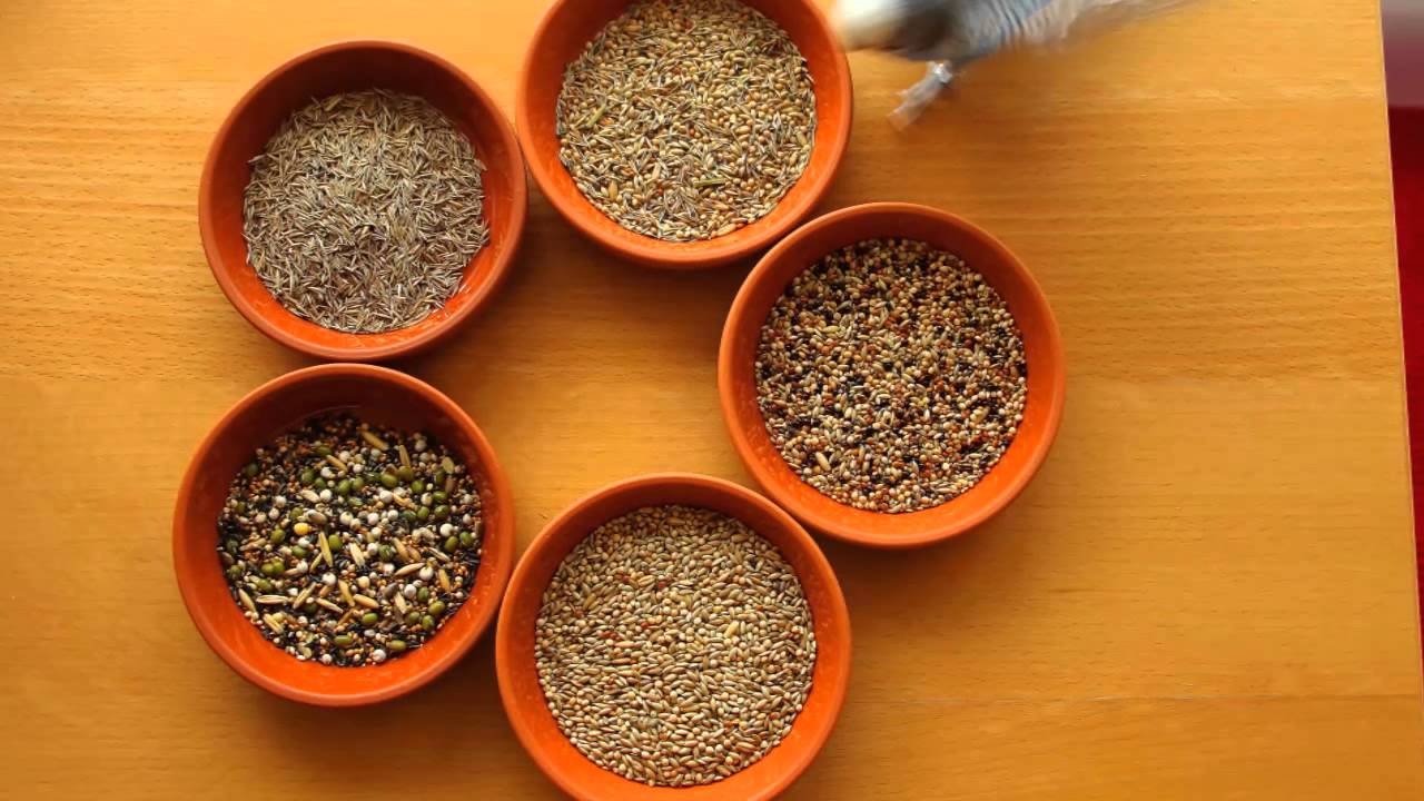 Wellensittiche beschäftigen Teil 1 - Foraging