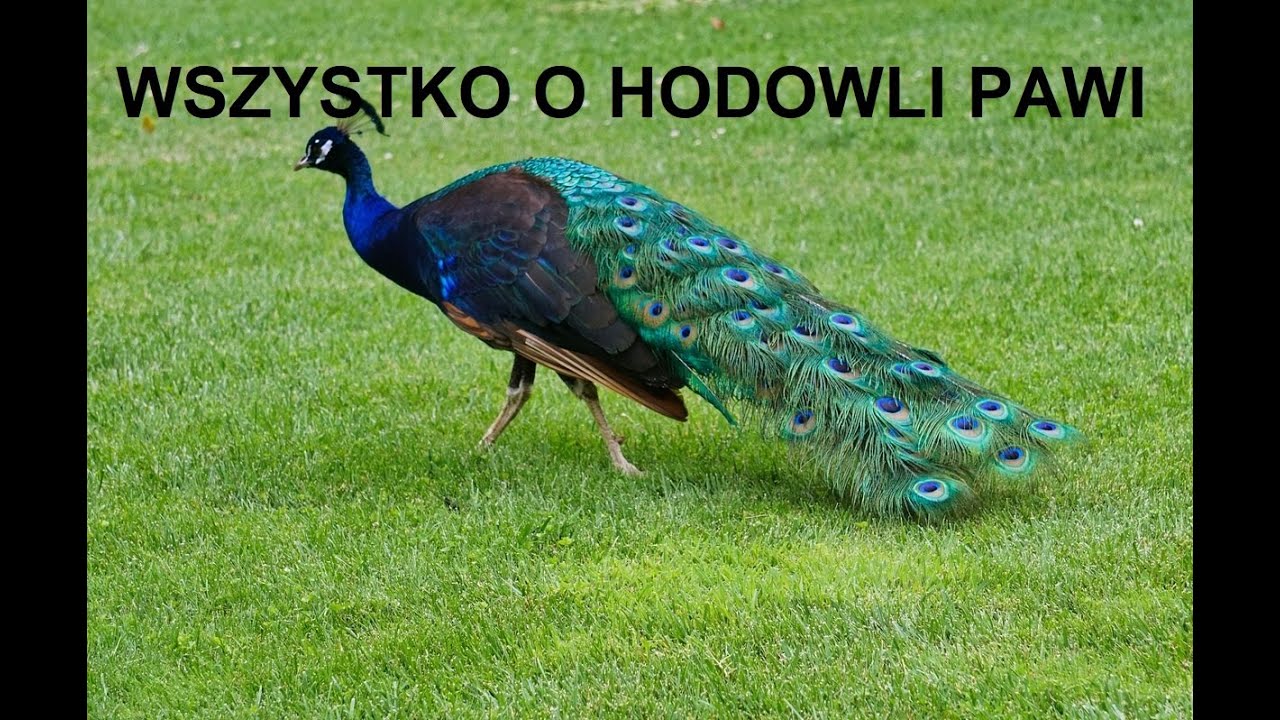 -13- ZWIERZĘTA GOSPODARSKIE: WSZYSTKO O HODOWLI PAWI, OPŁACALNOŚĆ, WYMAGANIA, PORADY