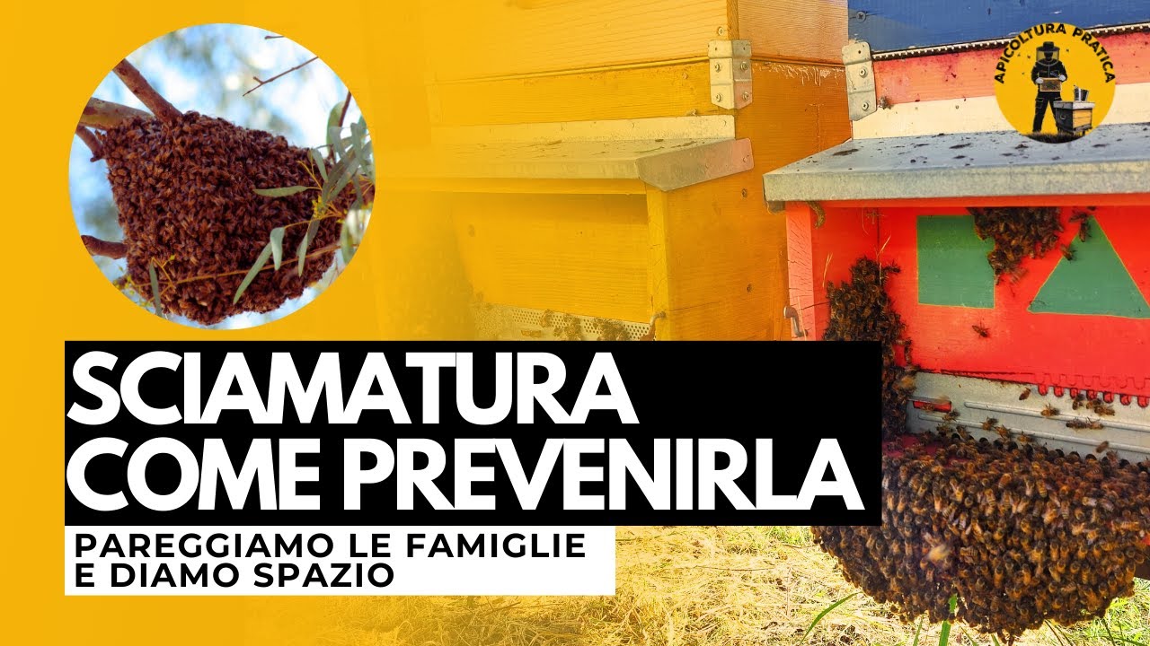 Come prevenire la sciamatura e pareggiare le famiglie, per una migliore gestione dell'apiario