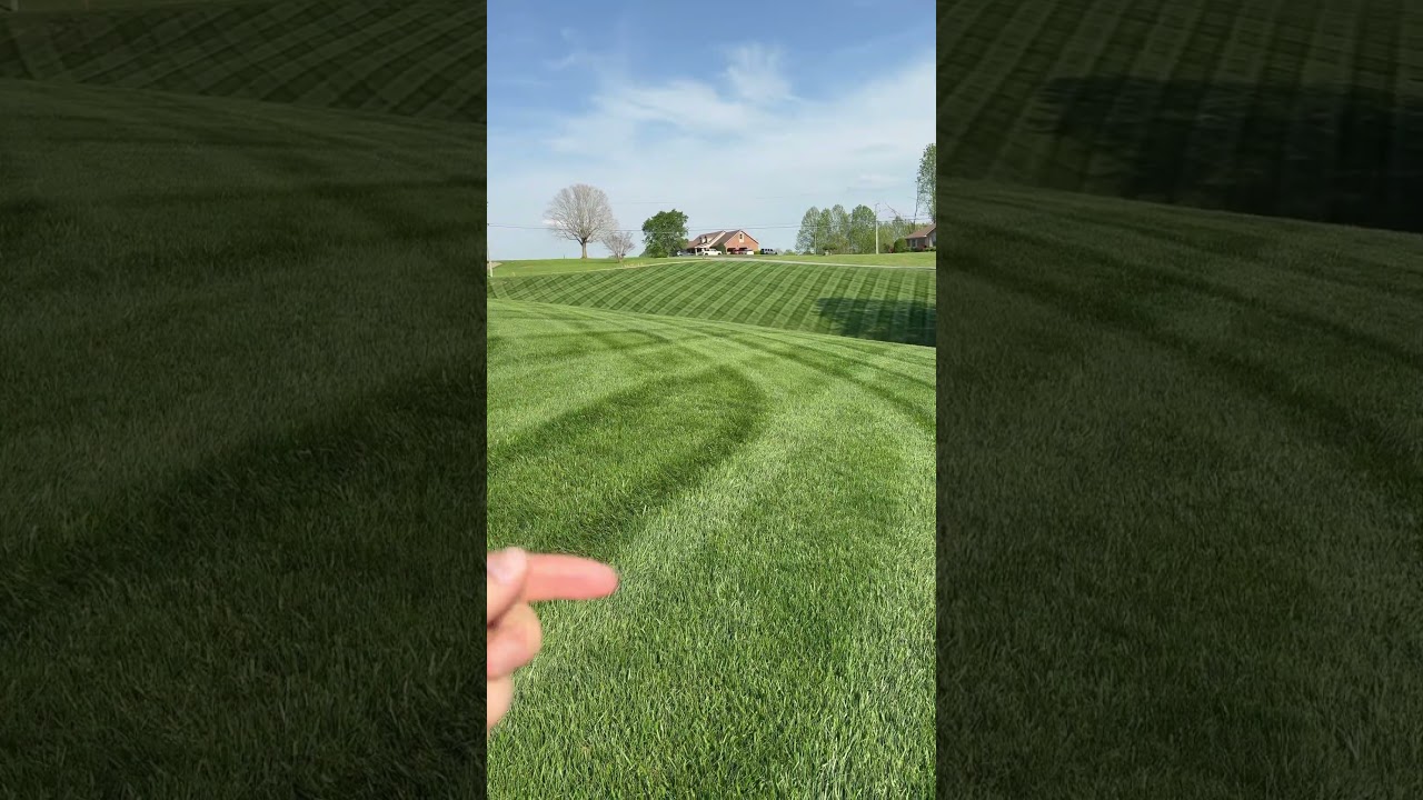 3 reasons to cut your grass higher than you think you should #grassmowing